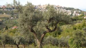 Iacovella Farm - Olive Oil Producer - Abruzzo - The Good Gourmet