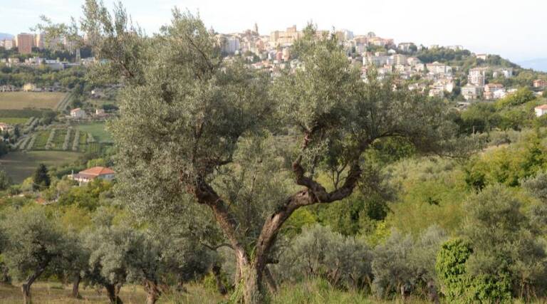 Iacovella Farm - Olive Oil Producer - Abruzzo - The Good Gourmet