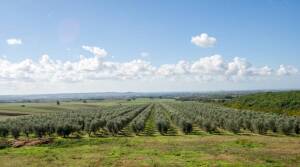 laRiservaBio - Olive oil tasting - Tuscany - Italy - The Good Gourmet