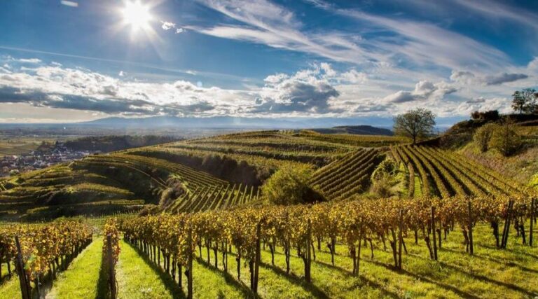 Maison Joseph Burrier - Bourgogne - France - Wine Tasting - The Good Gourmet